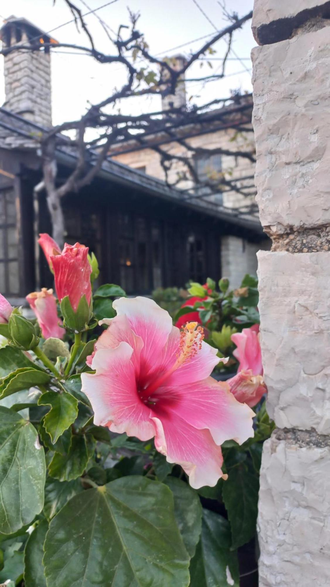 Guesthouse Selini Vitsa Ngoại thất bức ảnh